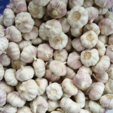 2016 New Harvest Fresh White Garlic, Pure White Garlic